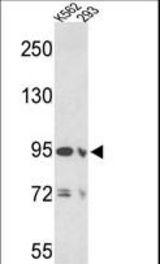 Western blot of EMILIN1 Antibody in K562 and 293 cell line lysates (35 ug/lane). EMILIN1 (arrow) was detected using the purified antibody.