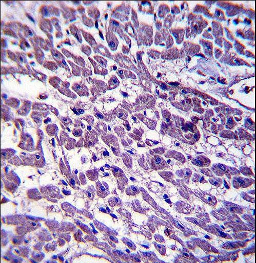 EMILIN3 Antibody immunohistochemistry of formalin-fixed and paraffin-embedded human heart tissue followed by peroxidase-conjugated secondary antibody and DAB staining.