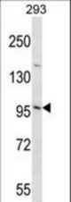 EMILIN3 Antibody western blot of 293 cell line lysates (35 ug/lane). The EMILIN3 antibody detected the EMILIN3 protein (arrow).