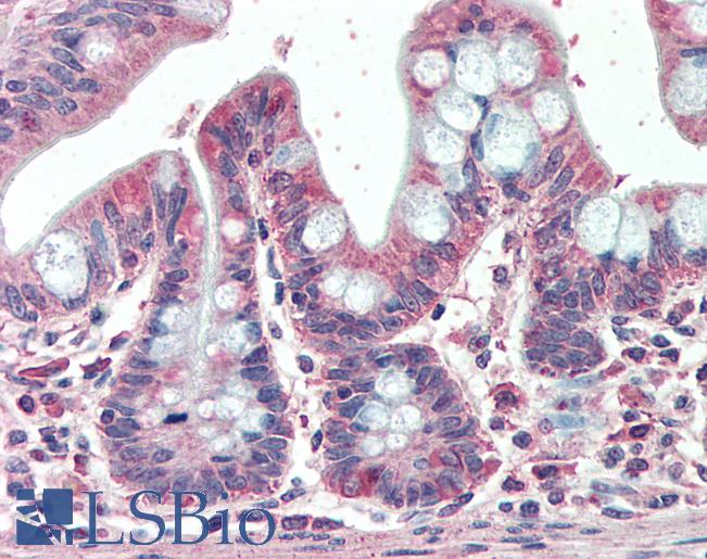 Anti-EML5 antibody IHC staining of human small intestine. Immunohistochemistry of formalin-fixed, paraffin-embedded tissue after heat-induced antigen retrieval. Antibody LS-B10324 concentration 5 ug/ml.