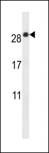 EMP2 Antibody western blot of mouse lung tissue lysates (35 ug/lane). The EMP2 antibody detected the EMP2 protein (arrow).