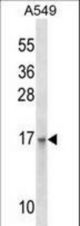 EMP3 Antibody western blot of A549 cell line lysates (35 ug/lane). The EMP3 antibody detected the EMP3 protein (arrow).
