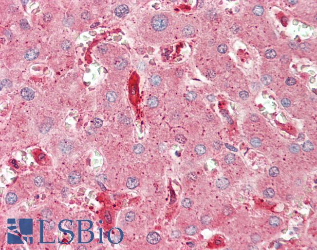 Anti-CHMP2A antibody IHC staining of human liver. Immunohistochemistry of formalin-fixed, paraffin-embedded tissue after heat-induced antigen retrieval. Antibody LS-B11387 concentration 20 ug/ml.