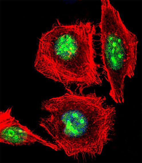 Fluorescent confocal image of HeLa cell stained with EMX1 Antibody. HeLa cells were fixed with 4% PFA (20 min), permeabilized with Triton X-100 (0.1%, 10 min), then incubated with EMX1 primary antibody (1:25, 1 h at 37°C). For secondary antibody, Alexa Fluor 488 conjugated donkey anti-rabbit antibody (green) was used (1:400, 50 min at 37°C). Cytoplasmic actin was counterstained with Alexa Fluor 555 (red) conjugated Phalloidin (7units/ml, 1 h at 37°C). Nuclei were counterstained with DAPI (blue) (10 ug/ml, 10 min). EMX1 immunoreactivity is localized to Nucleus significantly.