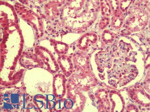 Anti-EMX1 antibody IHC staining of human kidney. Immunohistochemistry of formalin-fixed, paraffin-embedded tissue after heat-induced antigen retrieval. Antibody LS-B9606 concentration 5 ug/ml.