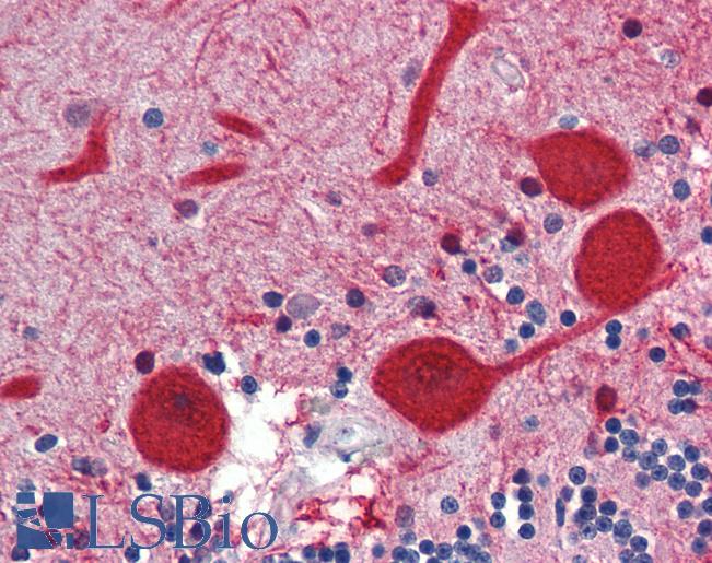 Anti-EMX2 antibody IHC of human brain, cerebellum. Immunohistochemistry of formalin-fixed, paraffin-embedded tissue after heat-induced antigen retrieval. Antibody LS-B3481 concentration 5 ug/ml.