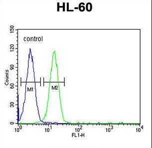 EMX2 Antibody flow cytometry of HL-60 cells (right histogram) compared to a negative control cell (left histogram). FITC-conjugated goat-anti-rabbit secondary antibodies were used for the analysis.