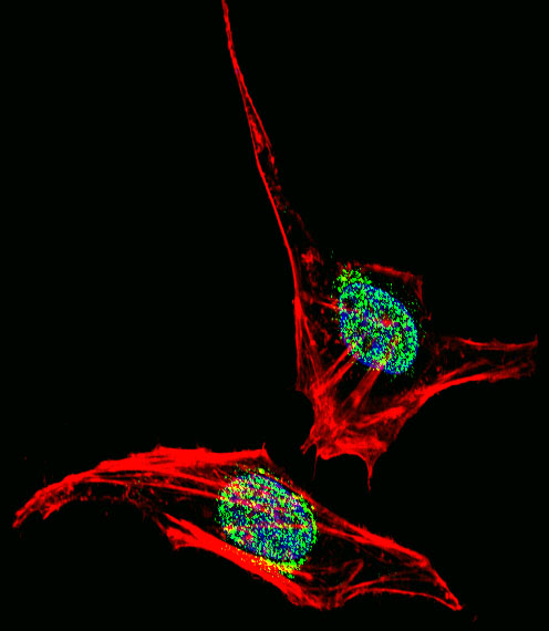 Fluorescent confocal image of HeLa cell stained with EN2 Antibody. HeLa cells were fixed with 4% PFA (20 min), permeabilized with Triton X-100 (0.1%, 10 min), then incubated with EN2 primary antibody (1:25, 1 h at 37°C). For secondary antibody, Alexa Fluor 488 conjugated donkey anti-rabbit antibody (green) was used (1:400, 50 min at 37°C). Cytoplasmic actin was counterstained with Alexa Fluor 555 (red) conjugated Phalloidin (7units/ml, 1 h at 37°C). Nuclei were counterstained with DAPI (blue) (10 ug/ml, 10 min). EN2 immunoreactivity is localized to nucleus significantly and Cytoplasm weakly.