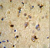 Formalin-fixed and paraffin-embedded human brain tissue reacted with EN2 Antibody , which was peroxidase-conjugated to the secondary antibody, followed by DAB staining. This data demonstrates the use of this antibody for immunohistochemistry; clinical relevance has not been evaluated.