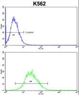 EN2 Antibody flow cytometry of k562 cells (bottom histogram) compared to a negative control cell (top histogram). FITC-conjugated goat-anti-rabbit secondary antibodies were used for the analysis.