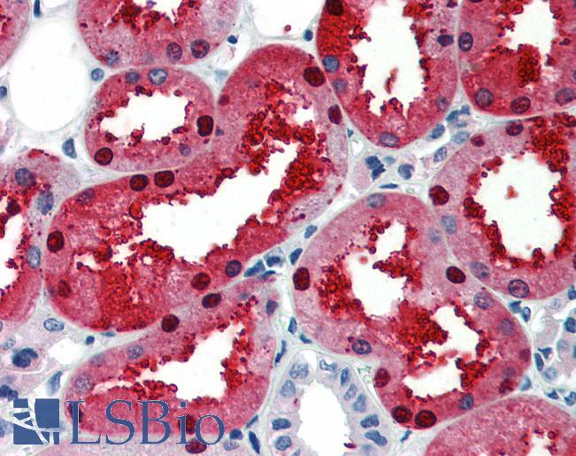 Anti-EN2 antibody IHC of human kidney. Immunohistochemistry of formalin-fixed, paraffin-embedded tissue after heat-induced antigen retrieval. Antibody LS-B3477 concentration 5 ug/ml.