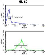 EN2 Antibody (C-term-2) flow cytometry of HL-60 cells (bottom histogram) compared to a negative control cell (top histogram). FITC-conjugated goat-anti-rabbit secondary antibodies were used for the analysis.
