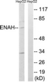 Western blot of extracts from HepG2 cells, using ENAH Antibody. The lane on the right is treated with the synthesized peptide.