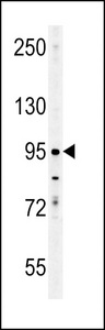 ENAM Antibody western blot of K562 cell line lysates (35 ug/lane). The ENAM antibody detected the ENAM protein (arrow).