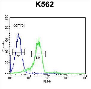 ENAM Antibody flow cytometry of K562 cells (right histogram) compared to a negative control cell (left histogram). FITC-conjugated goat-anti-rabbit secondary antibodies were used for the analysis.