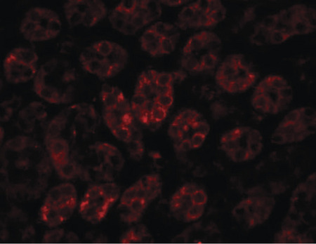 Immunofluorescence of ENC-1 in rat kidney tissue with ENC-1 antibody at 20 ug/ml.