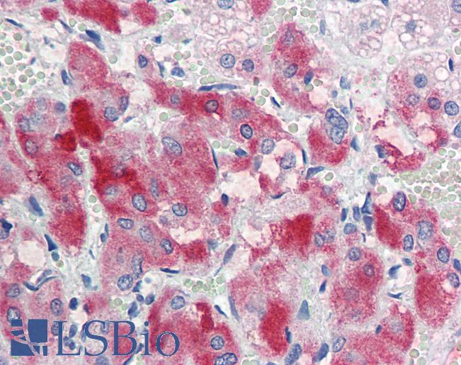 Anti-ENC1 antibody IHC staining of human adrenal. Immunohistochemistry of formalin-fixed, paraffin-embedded tissue after heat-induced antigen retrieval. Antibody LS-B9563 concentration 5 ug/ml.