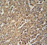 ENASE Antibody immunohistochemistry of formalin-fixed and paraffin-embedded human spleen tissue followed by peroxidase-conjugated secondary antibody and DAB staining.