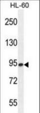 ENASE Antibody western blot of HL-60 cell line lysates (35 ug/lane). The ENASE antibody detected the ENASE protein (arrow).