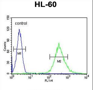 ENASE Antibody flow cytometry of HL-60 cells (right histogram) compared to a negative control cell (left histogram). FITC-conjugated goat-anti-rabbit secondary antibodies were used for the analysis.