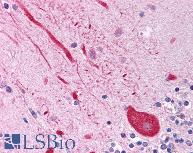 Anti-MLLT1 antibody IHC of human brain, cerebellum. Immunohistochemistry of formalin-fixed, paraffin-embedded tissue after heat-induced antigen retrieval. Antibody LS-B868 concentration 5 ug/ml.
