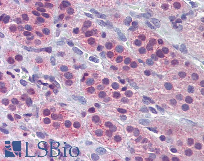 Anti-ENO1 antibody IHC of human adrenal. Immunohistochemistry of formalin-fixed, paraffin-embedded tissue after heat-induced antigen retrieval. Antibody LS-B3633 concentration 10 ug/ml.