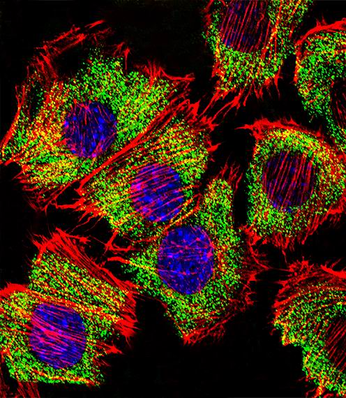 Fluorescent confocal image of C2C12 cell stained with ENO1 Antibody. C2C12 cells were fixed with 4% PFA (20 min), permeabilized with Triton X-100 (0.1%, 10 min), then incubated with ENO1 primary antibody (1:25, 1 h at 37°C). For secondary antibody, Alexa Fluor 488 conjugated donkey anti-rabbit antibody (green) was used (1:400, 50 min at 37°C). Cytoplasmic actin was counterstained with Alexa Fluor 555 (red) conjugated Phalloidin (7units/ml, 1 h at 37°C). Nuclei were counterstained with DAPI (blue) (10 ug/ml, 10 min). ENO1 immunoreactivity is localized to Cytoplasm significantly.