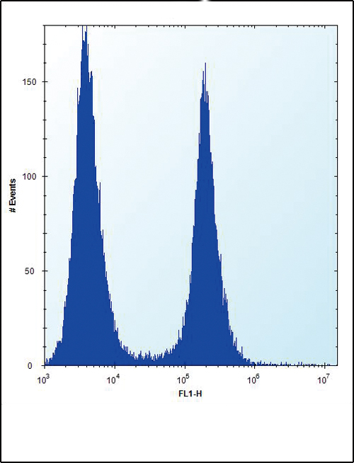 ENO1 Antibody flow cytometry of HeLa cells (right histogram) compared to a negative control cell (left histogram). FITC-conjugated donkey-anti-rabbit secondary antibodies were used for the analysis.
