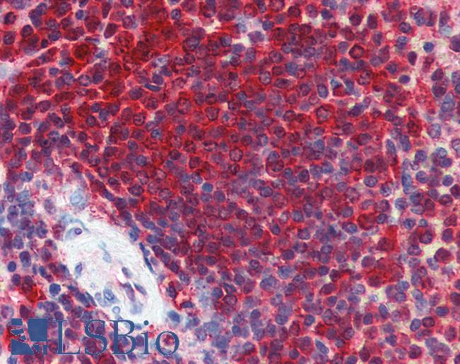Anti-ENO1 antibody IHC of human spleen. Immunohistochemistry of formalin-fixed, paraffin-embedded tissue after heat-induced antigen retrieval. Antibody LS-B6703 concentration 5 ug/ml.