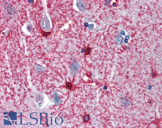 Anti-ENO1 antibody IHC of human brain, cortex. Immunohistochemistry of formalin-fixed, paraffin-embedded tissue after heat-induced antigen retrieval. Antibody LS-B6703 concentration 5 ug/ml.