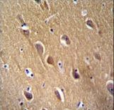 NSE Antibody (Y236) immunohistochemistry of formalin-fixed and paraffin-embedded human brain tissue followed by peroxidase-conjugated secondary antibody and DAB staining.