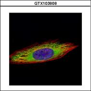 Confocal immunofluorescence analysis (Olympus FV10i) of methanol-fixed HeLa, using ENO3 antibody (Green) at 1:500 dilution. Alpha-tubulin filaments were labeled with alpha-tubulin antibody (Red) at 1:2000.