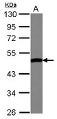Sample (30 ug of whole cell lysate) A: HepG2 10% SDS PAGE ENO3 antibody diluted at 1:10000