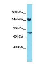 Western blot of Human 293T. CLUH antibody dilution 1.0 ug/ml.