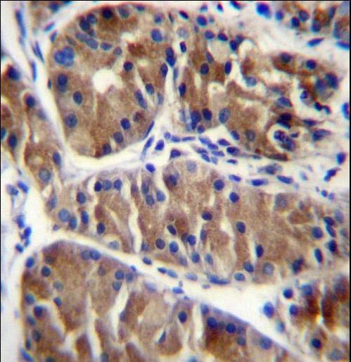 ENOX2 Antibody immunohistochemistry of formalin-fixed and paraffin-embedded human stomach tissue followed by peroxidase-conjugated secondary antibody and DAB staining.