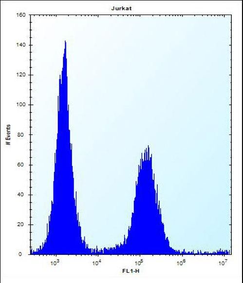 ENOX2 Antibody flow cytometry of Jurkat cells (right histogram) compared to a negative control cell (left histogram). FITC-conjugated donkey-anti-rabbit secondary antibodies were used for the analysis.