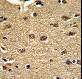 Formalin-fixed and paraffin-embedded human brain tissue reacted with CLUAP1 Antibody , which was peroxidase-conjugated to the secondary antibody, followed by DAB staining. This data demonstrates the use of this antibody for immunohistochemistry; clinical relevance has not been evaluated.