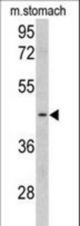 Western blot of CLUAP1 antibody in mouse stomach tissue lysates (35 ug/lane). CLUAP1 (arrow) was detected using the purified antibody.
