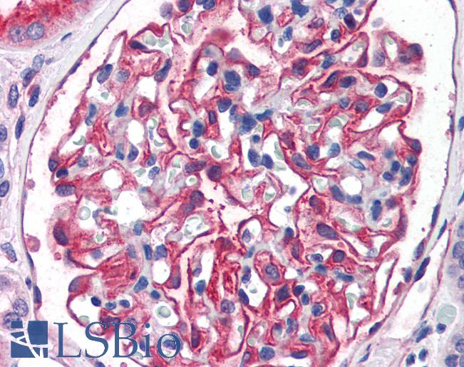 Anti-ENPEP antibody IHC of human kidney. Immunohistochemistry of formalin-fixed, paraffin-embedded tissue after heat-induced antigen retrieval. Antibody LS-B2758 concentration 75 ug/ml.