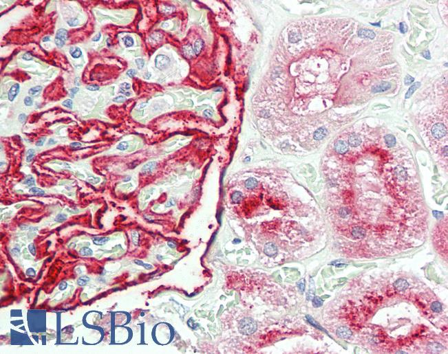 Anti-ENPEP / Aminopeptidase A antibody IHC staining of human kidney. Immunohistochemistry of formalin-fixed, paraffin-embedded tissue after heat-induced antigen retrieval. Antibody LS-B11412 concentration 20 ug/ml.