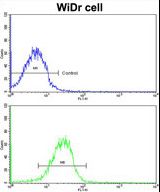 Flow cytometric of MDA-231 cells using CLUAP1 antibody (bottom histogram) compared to a negative control cell (top histogram). FITC-conjugated goat-anti-rabbit secondary antibodies were used for the analysis.