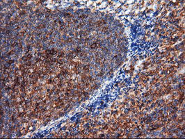 IHC of paraffin-embedded Human tonsil using anti-ENPEP mouse monoclonal antibody. (Heat-induced epitope retrieval by 10mM citric buffer, pH6.0, 100C for 10min).