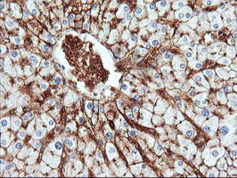 IHC of paraffin-embedded Human liver tissue using anti-ENPEP mouse monoclonal antibody. (Heat-induced epitope retrieval by 10mM citric buffer, pH6.0, 100C for 10min).