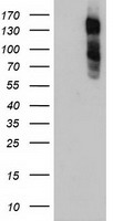 HEK293T cells were transfected with the pCMV6-ENTRY control (Left lane) or pCMV6-ENTRY ENPEP (Right lane) cDNA for 48 hrs and lysed. Equivalent amounts of cell lysates (5 ug per lane) were separated by SDS-PAGE and immunoblotted with anti-ENPEP.