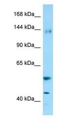 ENPEP / Aminopeptidase A antibody Western Blot of Fetal Brain.
