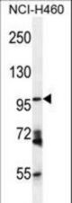 ENPEP Antibody western blot of NCI-H460 cell line lysates (35 ug/lane). The ENPEP antibody detected the ENPEP protein (arrow).