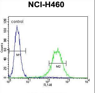 ENPEP Antibody flow cytometry of NCI-H460 cells (right histogram) compared to a negative control cell (left histogram). FITC-conjugated goat-anti-rabbit secondary antibodies were used for the analysis.