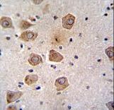 RLBP1L2 Antibody immunohistochemistry of formalin-fixed and paraffin-embedded human brain tissue followed by peroxidase-conjugated secondary antibody and DAB staining.