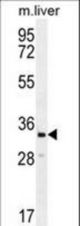 RLBP1L2 Antibody western blot of mouse liver tissue lysates (35 ug/lane). The RLBP1L2 antibody detected the RLBP1L2 protein (arrow).