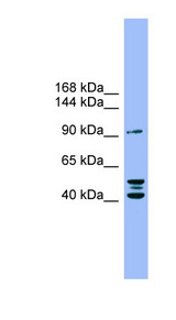 ENPP2 / Autotaxin antibody western blot of COLO205 cell lysate.